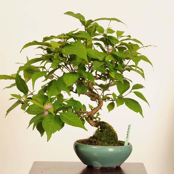 ムラサキシキブ　小品盆栽 盆栽：小紫式部(こむらさきしきぶ)*現品 一点物 ムラサキシキブ