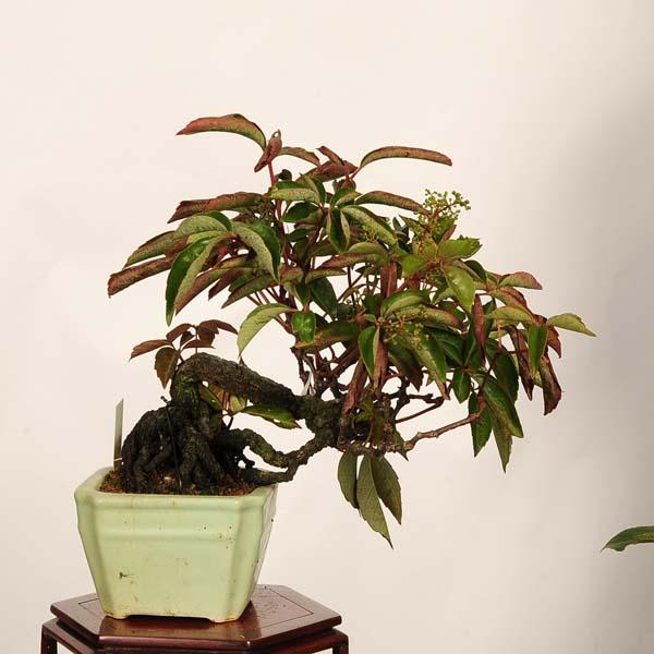 ツタ　小品盆栽 盆栽：アメリカ蔦 現品*(鉢ヒビ有)一点物 つた ツタ Tsuta bonsai 小品