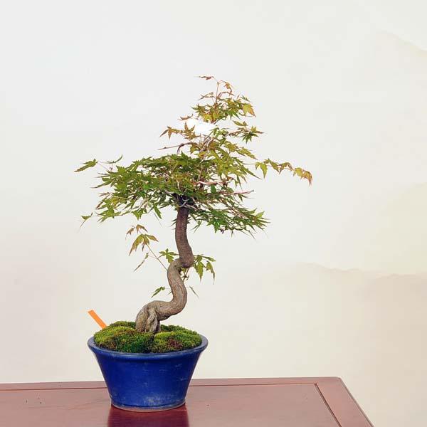 盆栽 :珊瑚閣紅葉 現品*☆特典付き☆さんごかくもみじ サンゴ 盆栽 :珊瑚閣紅葉 現品*☆特典付き☆さんごかくもみじ サンゴ
