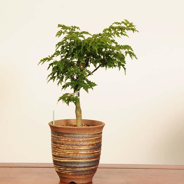 盆栽：獅子頭(シシガシラ)紅葉*現品 一点物 もみじ モミジ Acer momiji