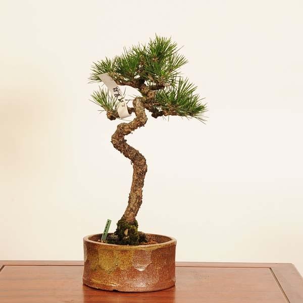 盆栽 ：三河黒松* 現品 一点物 くろまつ クロマツ Kuromatsu bonsai 中 