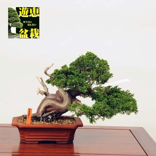 Rakuten 小品盆栽 糸魚川真柏 現品 特典付き 100 本物保証 Johnydar Com