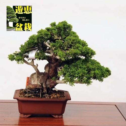 在庫限り 小品盆栽 糸魚川真柏 現品 特典付き 本店は Www Technet 21 Org