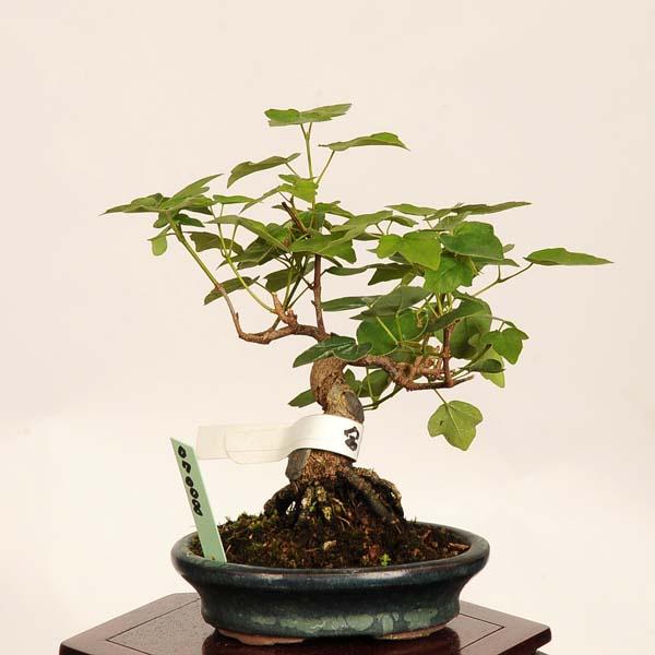 盆栽 ：宮様楓 現品*一点物 かえで カエデ Kaede bonsai Acer 小品盆栽