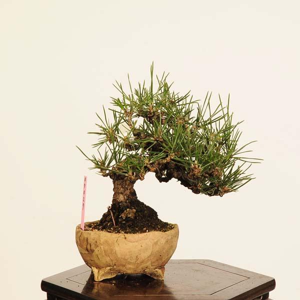 盆栽 特選：三河黒松* 現品 一点物 くろまつ クロマツ Kuromatsu