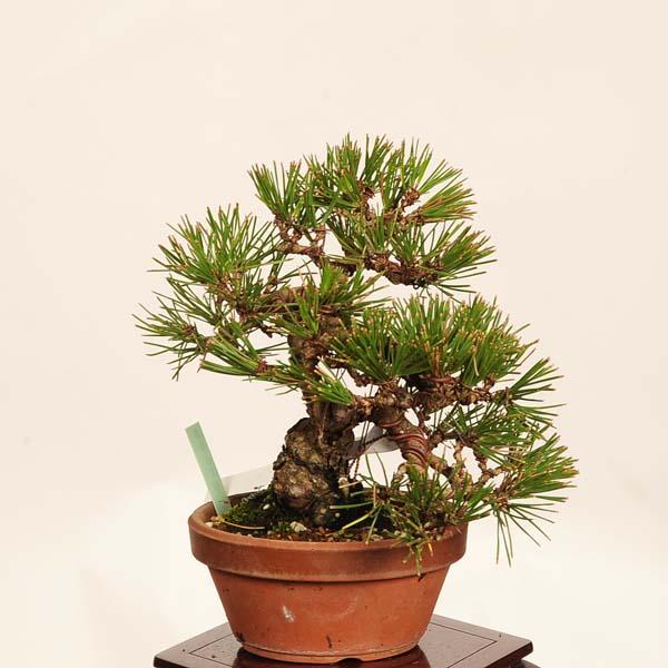 盆栽 ：三河黒松*現品 一点物 くろまつ クロマツ Kuromatsu bonsai