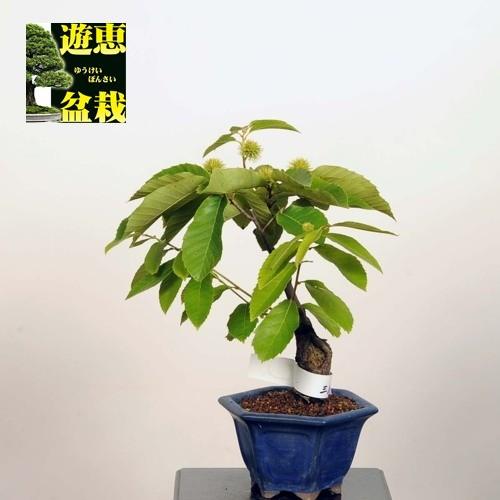 小品盆栽：三度栗（サンドグリ）【現品】*【送料無料】 : 遊恵盆栽
