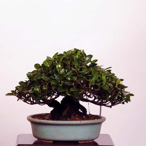 小品盆栽：浜姫榊（ハマヒサカキ）【現品】*【送料無料】 : 遊恵盆栽