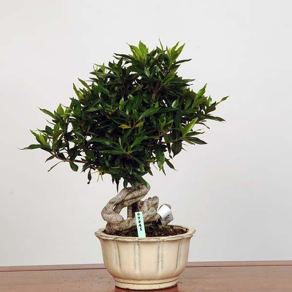 中品盆栽：特選実成くちなし【現品】*クチナシ【送料無料 