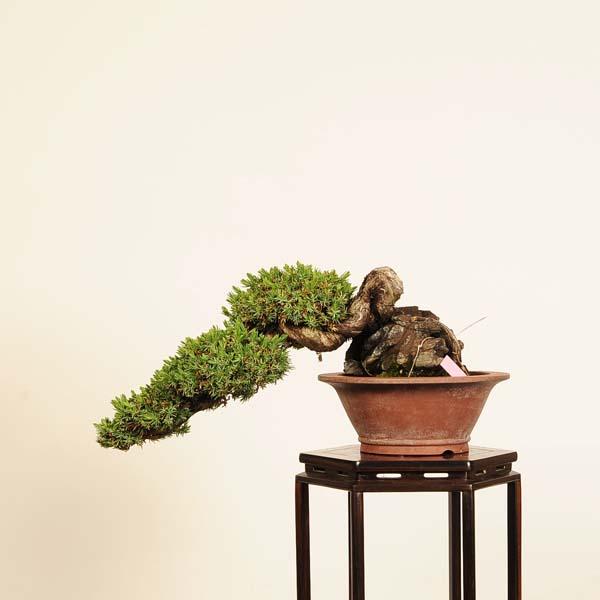 盆栽 特選：杜松(としょう)*現品 一点物 トショウ Juniperus rigida