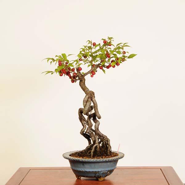 盆栽：庭梅(林生梅リンショウバイ)*現品 一点物 にわうめ ニワウメ