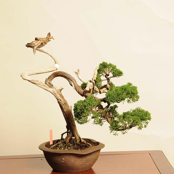 盆栽 特選：糸魚川真柏 現品* しんぱく シンパク Sabina chinesis