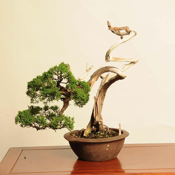 盆栽　新潟　糸魚川真拍　25-7(1) 糸魚川真柏 小品盆栽 樹齢25年の一点物盆栽を販売｜盆栽妙