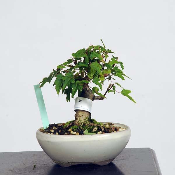 ミニ盆栽：楓 現品*かえで カエデ Kaede 送料無料 : 遊恵盆栽 Yahoo!店