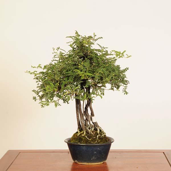 盆栽：磯山椒(いそざんしょう)現品*サンショウ Isozansyo Osreomeles