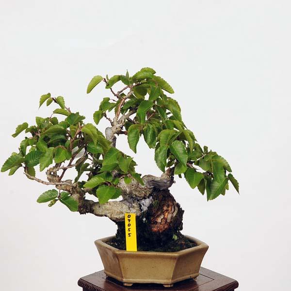 盆栽：いわしで 現品*イワシデ Iwashidei 小品盆栽 : 遊恵盆栽 Yahoo