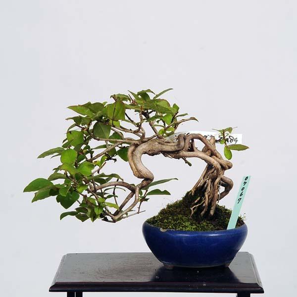 小品盆栽:うぐいすかぐら(鶯神楽)現品*送料無料 ウグイスカグラ|y-bonsai|02