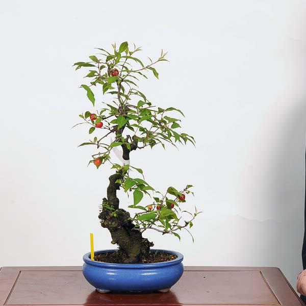 盆栽:庭梅(林生梅リンショウバイ) 現品*にわうめ ニワウメ 盆栽:庭梅(林生梅リンショウバイ) 現品*にわうめ ニワウメ