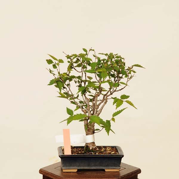 盆栽：欅(けやき) 現品*ケヤキ Zelkova serrata Keyaki bonsai 小品