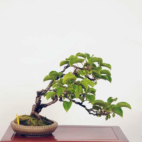 盆栽 サルナシ 樹高鉢底より約40cm 盆栽 サルナシ 樹高鉢底より約40cm