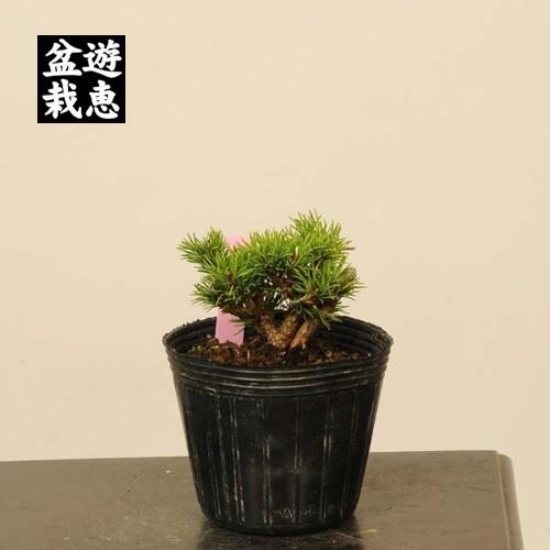 盆栽素材苗：五葉松・明星*Myojyo 現品 : 遊恵盆栽 Yahoo!店 - 通販