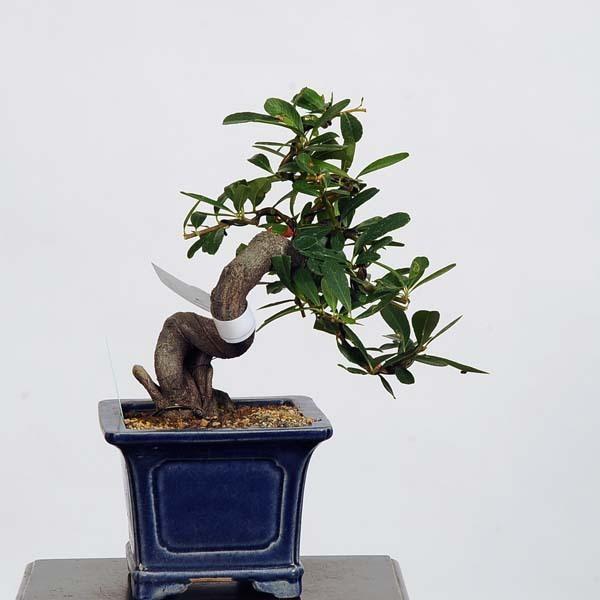 小品盆栽：ピラカンサ 現品*Pirakansa ぴらかんさ 送料無料 : 遊恵盆栽