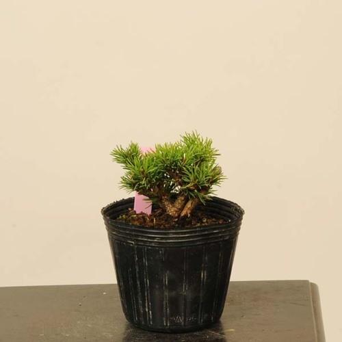 盆栽素材苗：五葉松・明星*Myojyo 現品 : 遊恵盆栽 Yahoo!店 - 通販