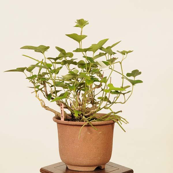 盆栽：馬の鈴草(ウマノスズクサ)現品* Aristolochia debilis bonsai
