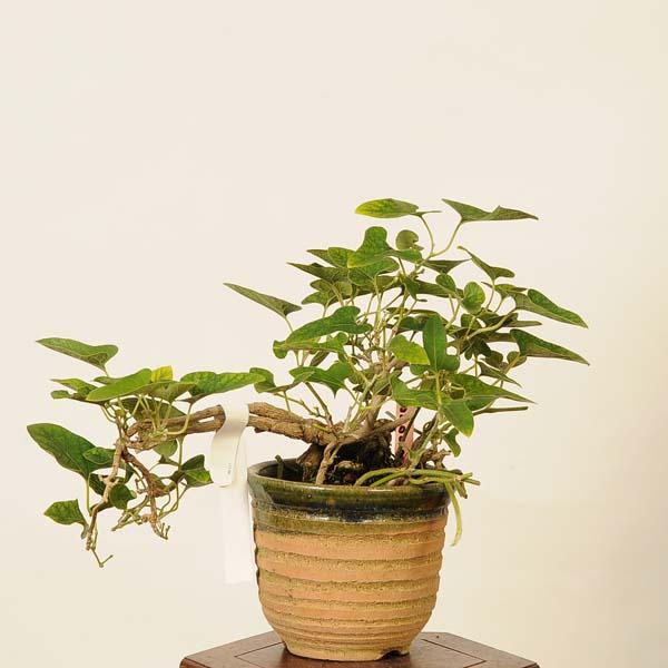 三河盆栽 ウマノスズクサ 盆栽 【公式通販】