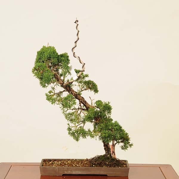 盆栽：糸魚川真柏 現品* しんぱく シンパク Sabina chinesis Shinpaku