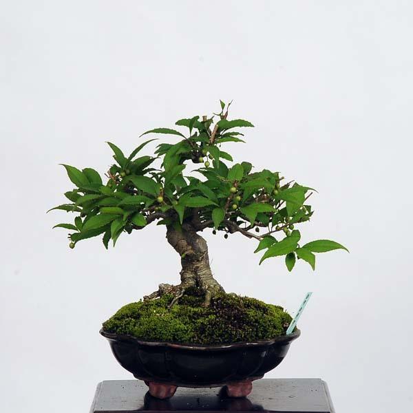 人気絶頂 小品盆栽 梅もどき 現品 ウメモドキ 送料無料 Umemodoki 内祝い Cervezasnazari Com