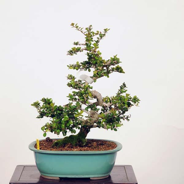 盆栽：針蔓柾木(はりつるまさき) 現品*ハリツルマサキ hariturumasaki