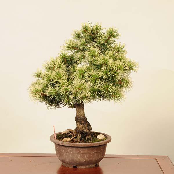 盆栽：斑入五葉松(花火)*現品 ごようまつ ゴヨウマツ Goyoumatsu