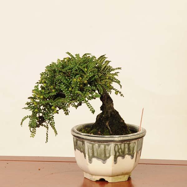 磯山椒　小さくてコケ順いいです イソザンショウ 23 磯山椒 天梅 コケ順のよい小品盆栽