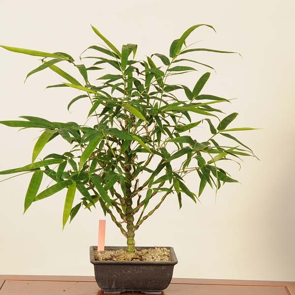 盆栽：大福竹*現品 （仏肚竹）らっきょう竹 ぶったんちく ブッタンチク