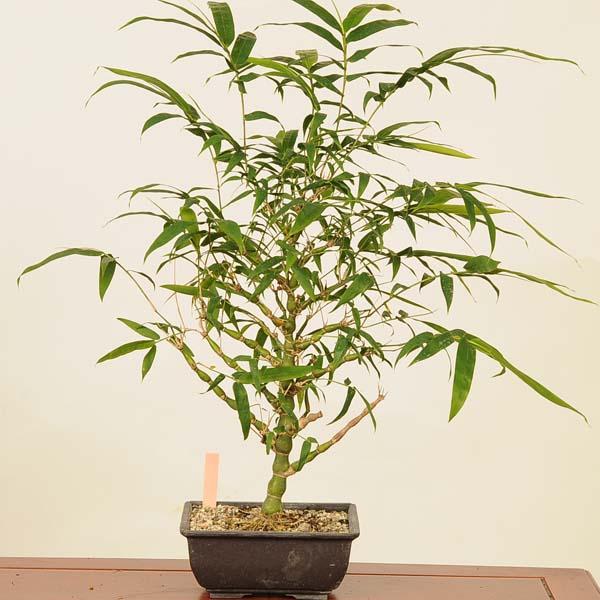 盆栽：大福竹*現品 （仏肚竹）らっきょう竹 ぶったんちく ブッタンチク
