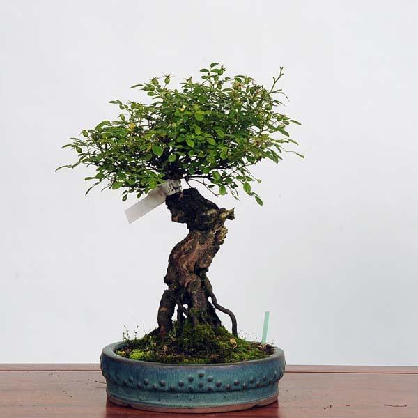 中品盆栽：野薔薇 現品*野バラ・のばら・バラ 送料無料 nobara : 遊恵