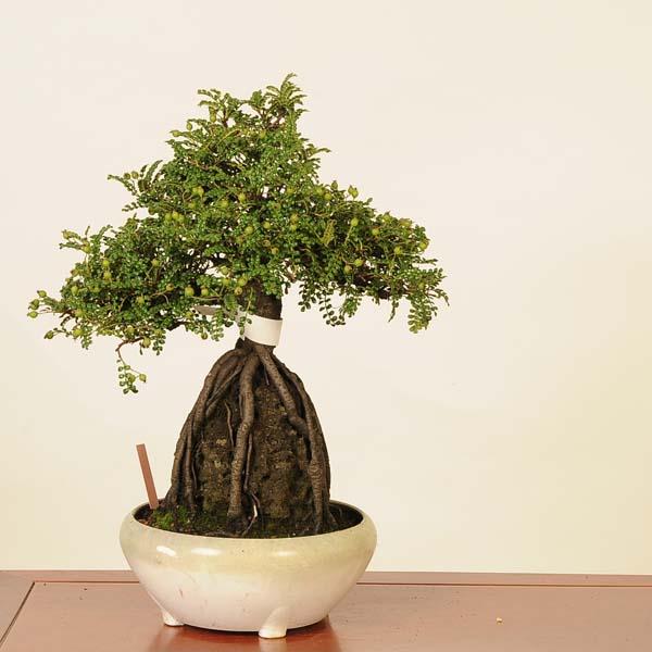 磯山椒 [模様木] 貴風盆栽 盆栽：磯山椒石付(いそざんしょう)現品