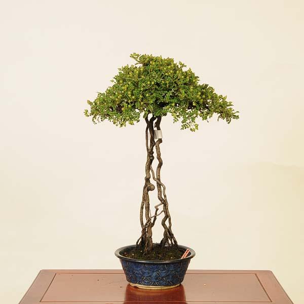 盆栽：磯山椒(いそざんしょう)現品*サンショウ Isozansyo Osreomeles