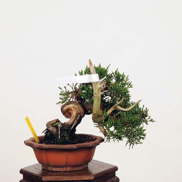 盆栽：特選糸魚川真柏 現品* しんぱく シンパク Shinpaku bonsai 小品