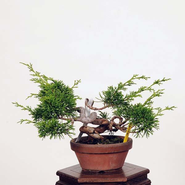 盆栽：糸魚川真柏 現品* しんぱく シンパク Shinpaku bonsai 小品盆栽