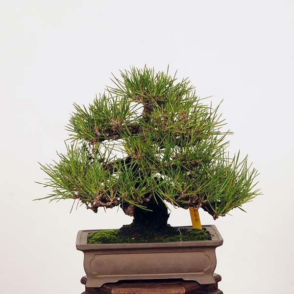 盆栽：特選三河黒松*現品 くろまつ クロマツ Kuromatsu bonsai 小品