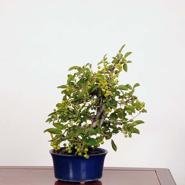 盆栽：深山海棠 (みやまかいどう)*現品 ミヤマカイドウ Kaidou bonsai