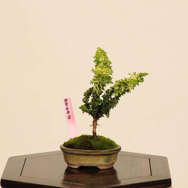 盆栽：初雪石化桧(ひのき)*現品 一点物 ヒノキ Hinoki bonsai ミニ盆栽