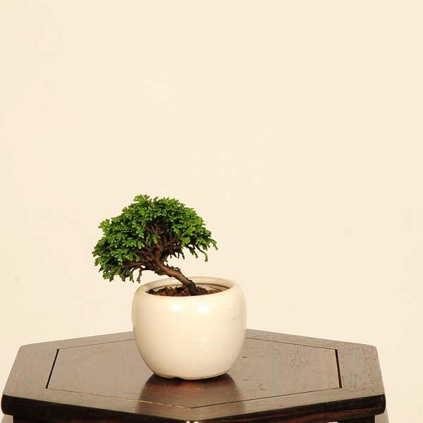 盆栽：津山桧（ひのき）*現品 一点物 ヒノキ hinoki bonsai 中品盆栽