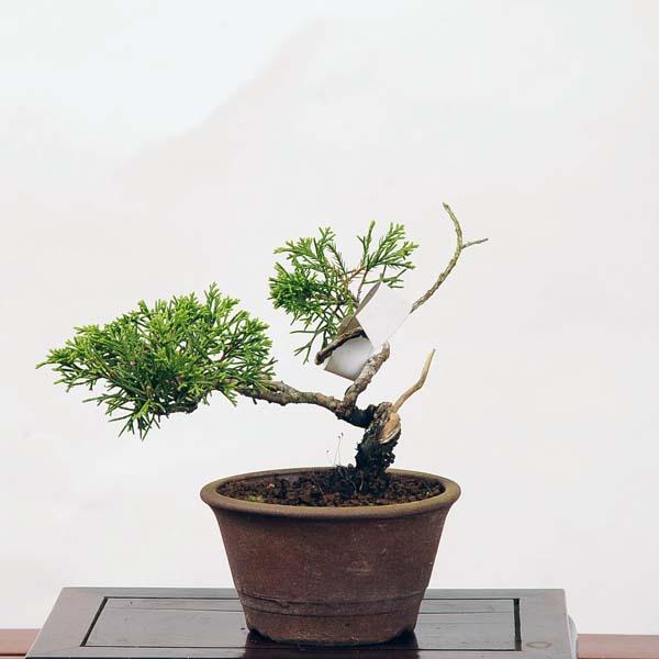 ミニ盆栽：糸魚川真柏 現品*シンパク Shinpaku : 遊恵盆栽 Yahoo!店