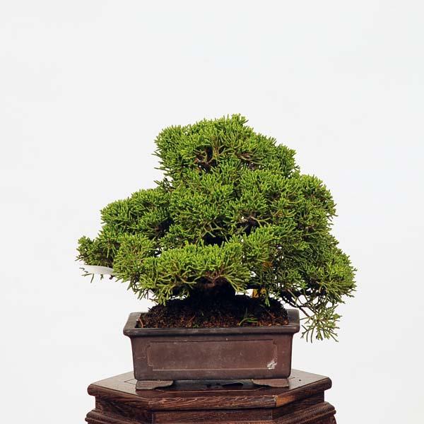 盆栽：特選糸魚川真柏 現品* しんぱく シンパク Shinpaku bonsai 小品