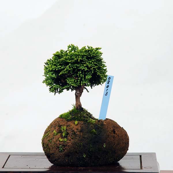 ミニ盆栽：連山桧(ひのき)石付 現品 *ヒノキ Hinoki 送料無料 : 遊恵