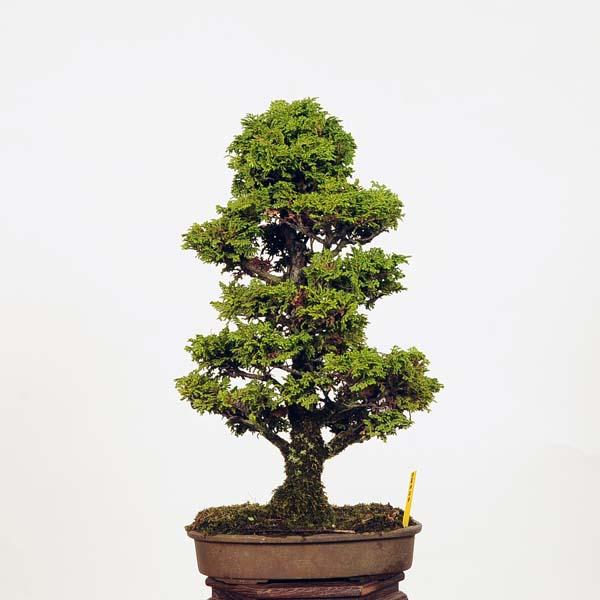 盆栽：特選津山桧 *現品 ヒノキ つやまひのき 中品盆栽 hinoki : 遊恵