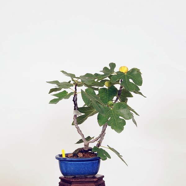 盆栽：無花果(いちじく) 現品*イチジク Ichijiku 中品盆栽